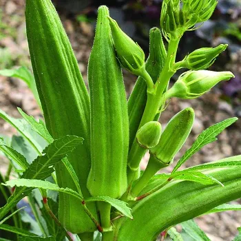 Lady Finger (46)-7741941-22499.webp
